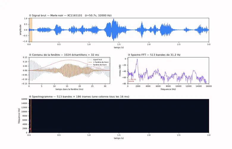 Birdsong — animation de la STFT : une fenêtre de Hann glisse sur le signal et construit le spectrogramme colonne par colonne