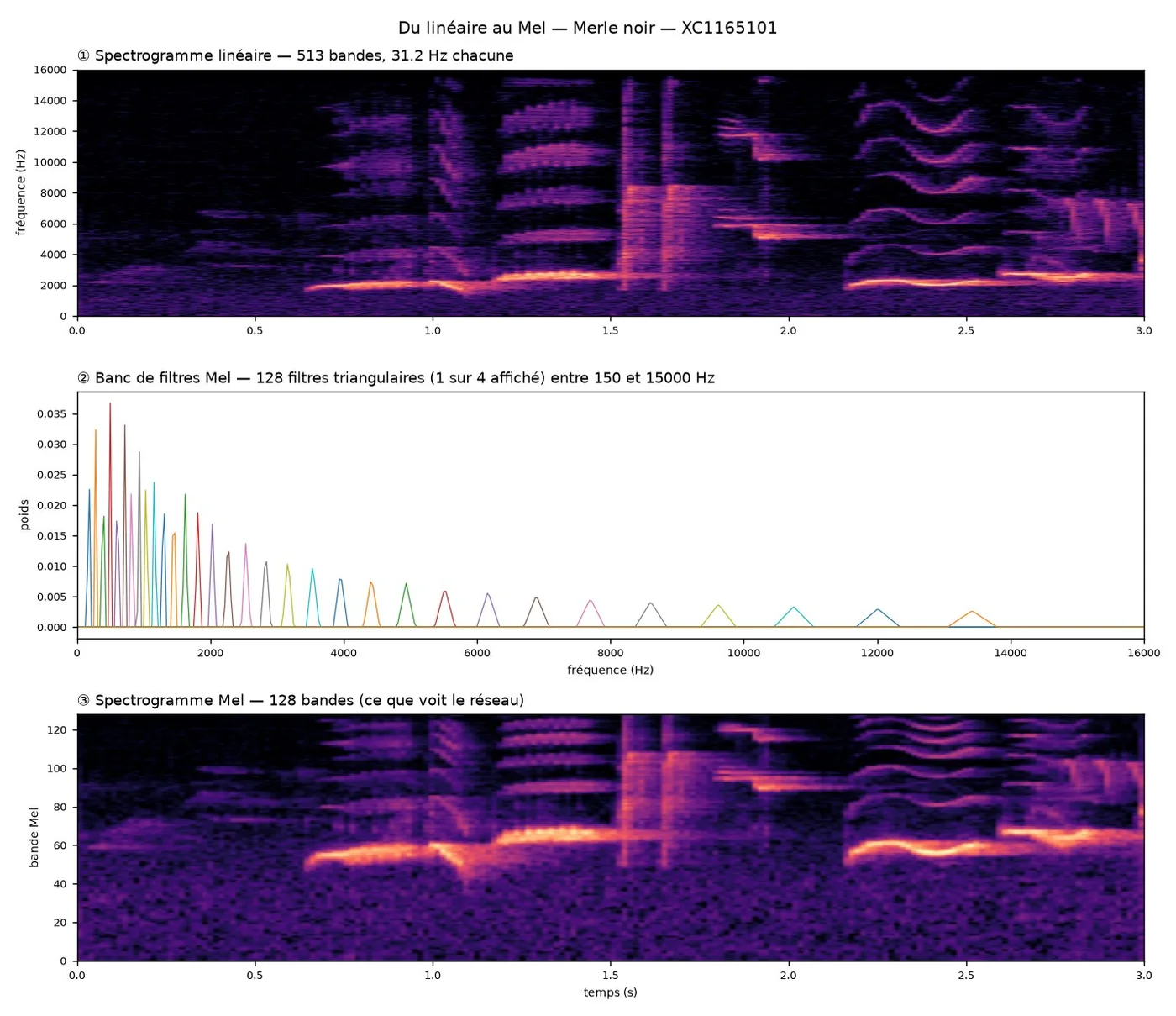 Birdsong — du spectrogramme linéaire au spectrogramme Mel